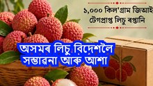 অসমৰ লিচু বিদেশলৈ সম্ভাৱনা আৰু আশা
