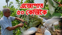 ১ বিঘাতে লাখ টকা উপাৰ্জনৰ ব্যৱসায়িক ফৰ্মুলা