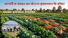 বানপানী বা খৰাঙত ধান নষ্ট হ’লে কৃষকসকলে কি কৰিব?