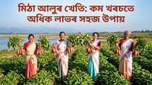 মিঠা আলুৰ খেতি: কম খৰচতে অধিক লাভৰ সহজ উপায়