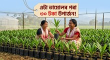 এটা তামোলৰ পৰা ৩০ টকা উপাৰ্জন!
