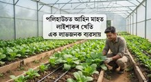 পলিহাউচত আহিন মাহত লাইশাকৰ খেতি