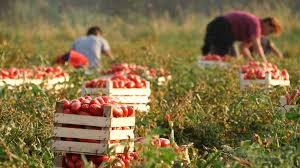 Tomato Cultivation