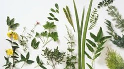 Various spices of Pahar region