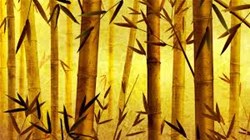 Yellow Bamboo