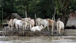 Livelihood condition for livestock production during the construction period