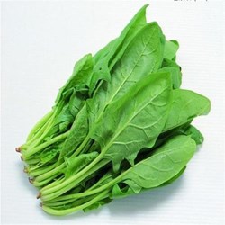 organic spinch cultivation in winter season