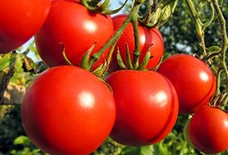 all the details to know about the organic tomato cultivation