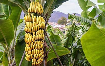 Banana Banana