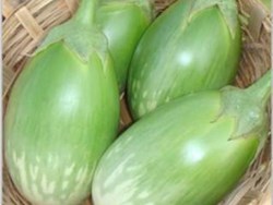 How to save brinjal cultivation from insects