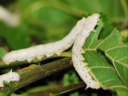 Self employment through Sericulture