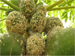 Organic process for control mealybug in papaya cultivation