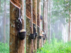 The history, problems and future of rubber plantation as well as cultivation in Assam & entire North-East