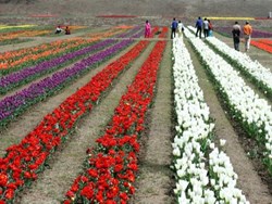 Youth from Gossaingaon have started commercial Floriculture