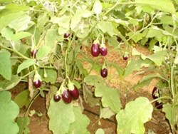 Some tips to the brinjal farmers