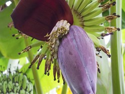 Benefits of Banana Flower