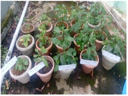 Impact of vermicompost