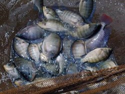 Before starting fisheries bussiness you must know about this for more details read this article