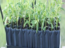 Advance Propagation Techniques of some Important Spice Crops