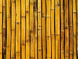Yellow Bamboo (1)