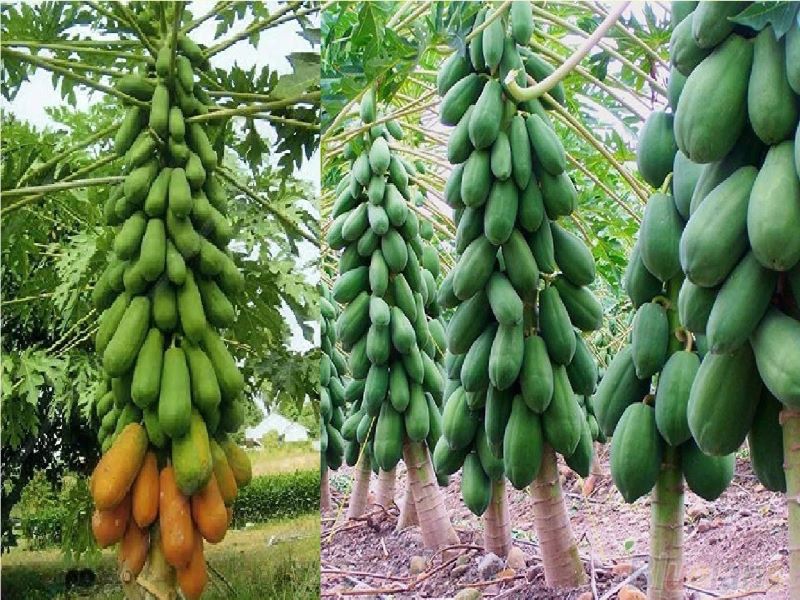 Papaya Cultivation