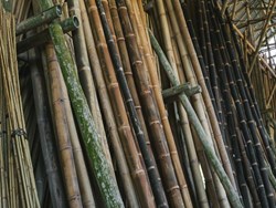 27 different bamboo species of KARBI ANGLONG