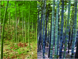 Scientific Bamboo Farming
