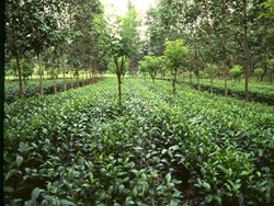 Fertilizer management in Tea-Plantation