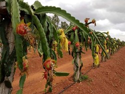 soil management of fruit farming in Assam