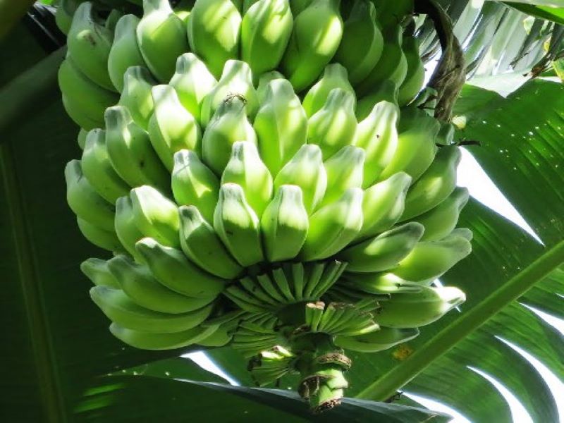 Balbisiana Banana
