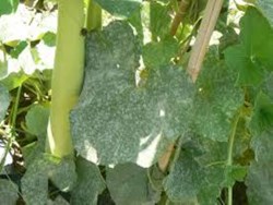 Bottle Gourd Diseases