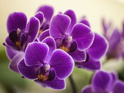 Facts about Orchids