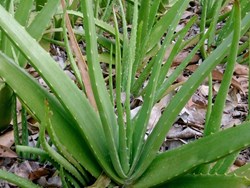 Aloe vera