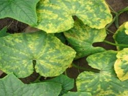 Ridge Gourd - Diseases