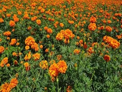 Marigold Farming