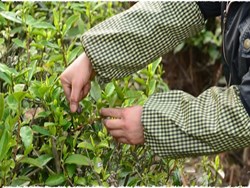 Tea plucking methods