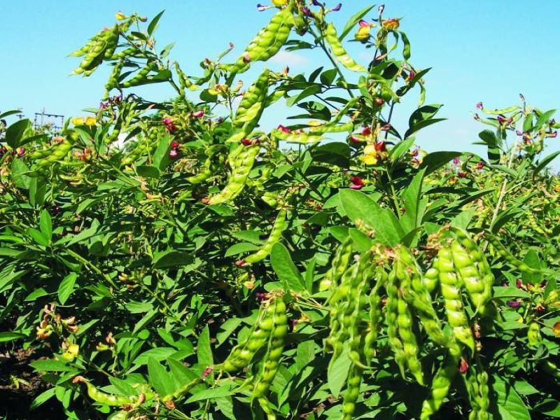 Pigeon Peas