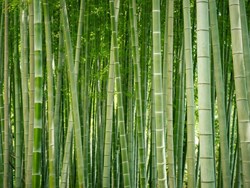 Heads Bamboo