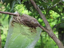 How to grow fruits tree from branch