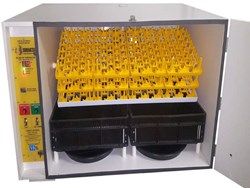 Eggs Incubator