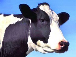 treatment for the disease of cow Gal Fula himoregic septisemia