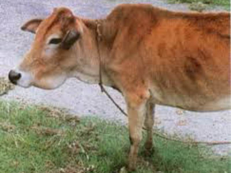 Disease of cow (Gal Fula)