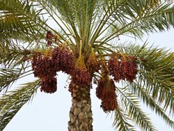 Know about the Benefit of dates palm