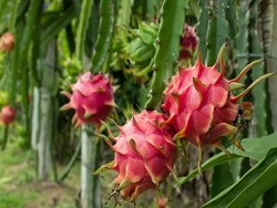 Benefits of dregon fruit it's may prevent hapani and sugar in assamese