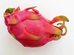 New fruit Dregon ferming in assam know all about ferming methods