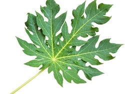 Benefits of papay leafs know all about it here