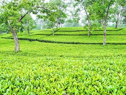 Career in Tea Management (1)