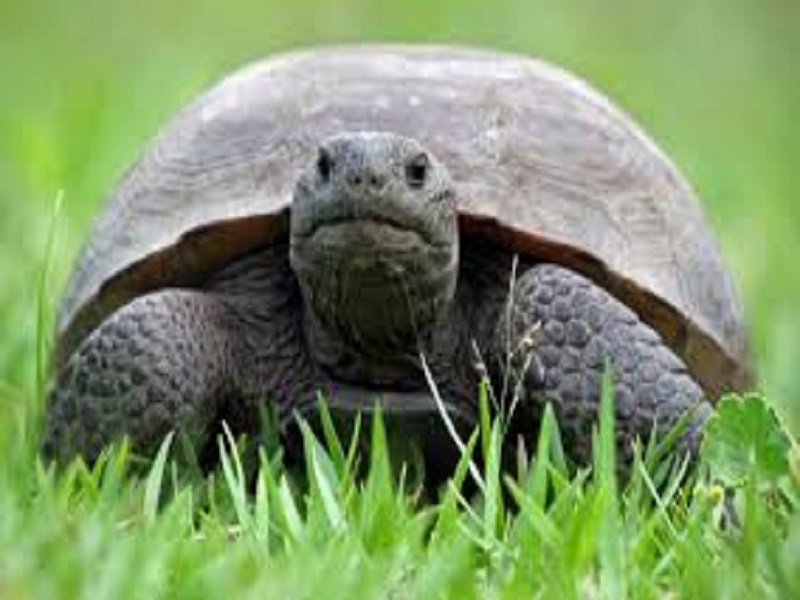 Save The Tortoises