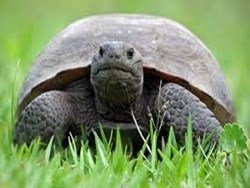 Can we save the Tortoises