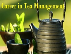 career in tea management